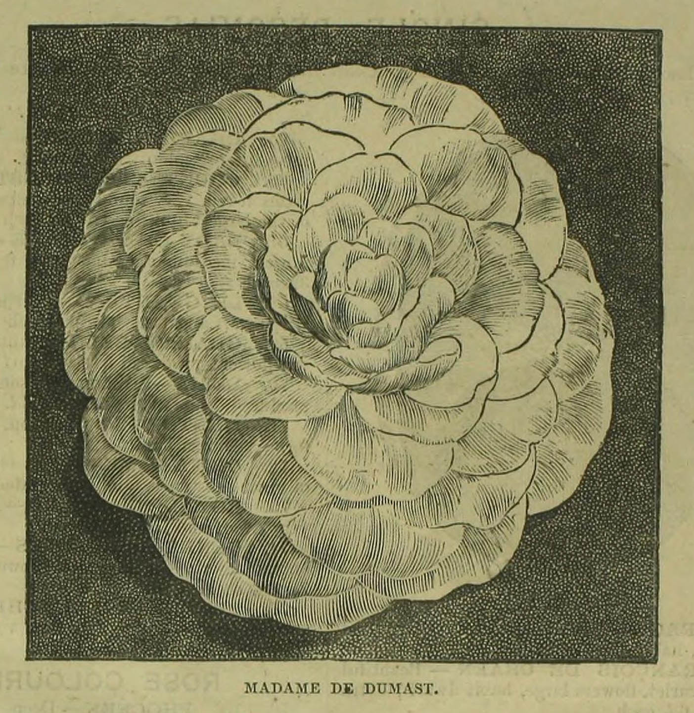 B. ‘Mme. de Dumast’